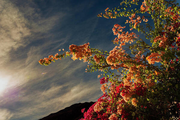 Blue Sky Poster featuring the photograph Bougainvillea Palm Springs California 0449 by Amyn Nasser