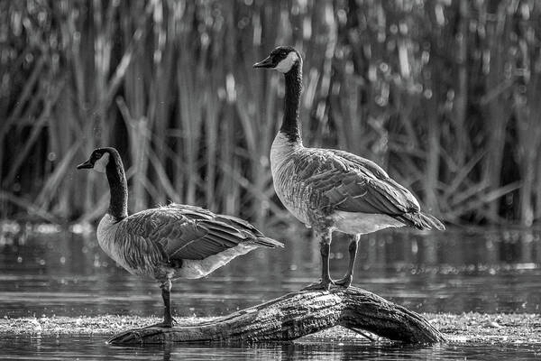 Canada Goose Poster featuring the photograph Canada Geese On A Log by Mike Fusaro