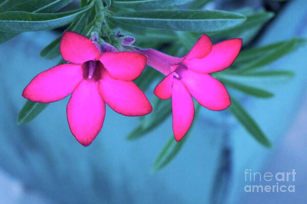 Blue Poster featuring the photograph Fuchsia Fantasy by Cathy Dee Janes