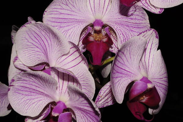 Beauty Poster featuring the photograph Orchid Detail by Bob Grabowski