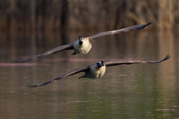 Animal Poster featuring the photograph Two canada geese in flight by Mike Fusaro