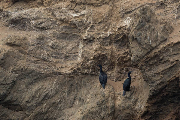 Animal Poster featuring the photograph Two cormorants on cliff face by Mike Fusaro