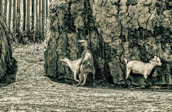 Ngorongoro Maasai Tanzania Poster featuring the photograph Goats Maasai Village Ngorongoro 4169 by Amyn Nasser