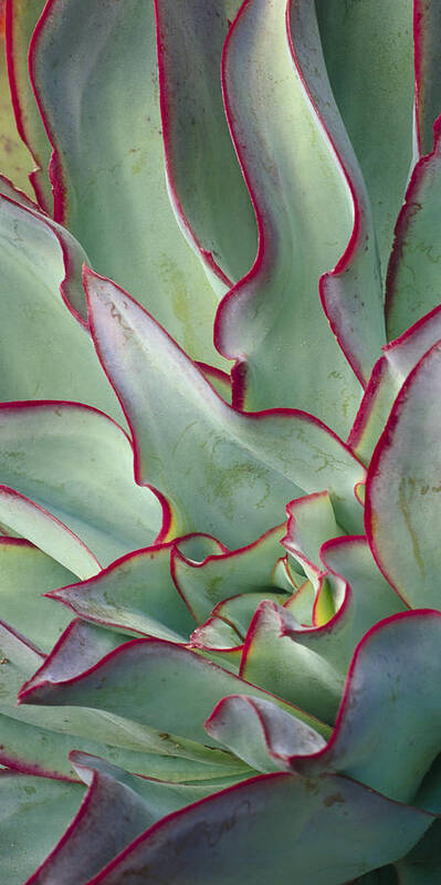 Green Wall Poster featuring the photograph Echeveria subrigida by Saxon Holt