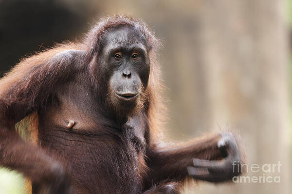 Orangutan Poster featuring the photograph Orangutan by Richard Garvey-Williams