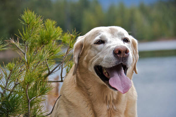Lake Poster featuring the photograph Yellow Labrador #49 by Steven Lapkin