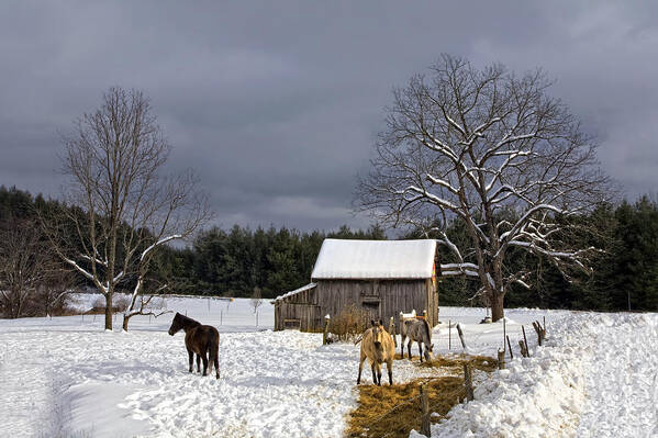Barn Poster featuring the photograph Horses in Snow by Ken Barrett