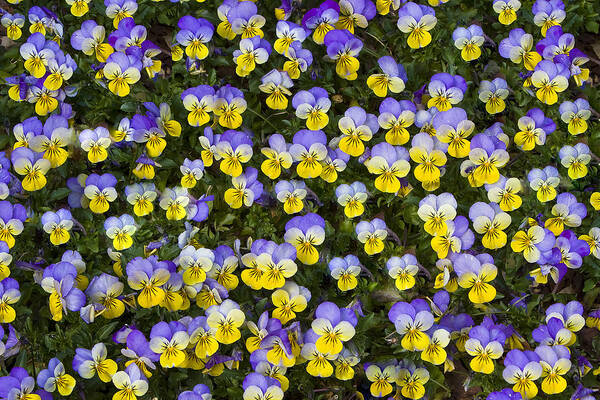 Pansy Poster featuring the photograph Pick Me-Pansies by Ken Barrett