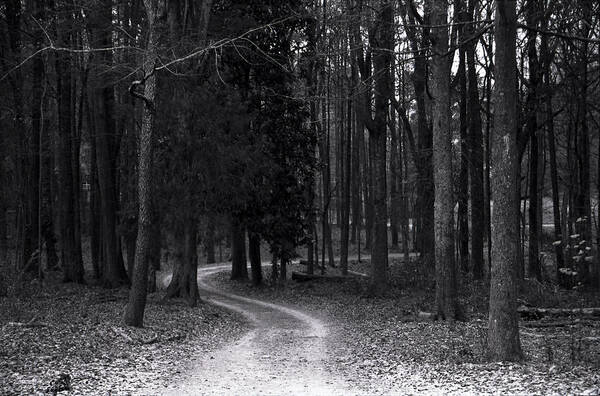 Trees Poster featuring the photograph The Path by Ayesha Lakes