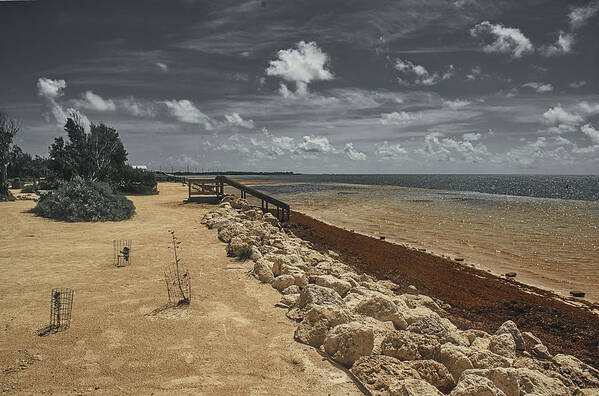 Landscape Poster featuring the photograph Heavy Sargassum on the Atlantic by Portia Olaughlin