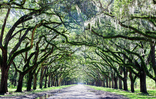  Poster featuring the photograph Wormsloe Historic Site by Jack Nguyen