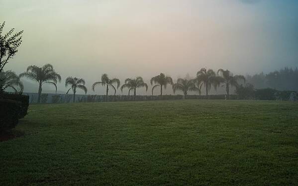Grass Poster featuring the photograph Foggy Morning Palms by Portia Olaughlin