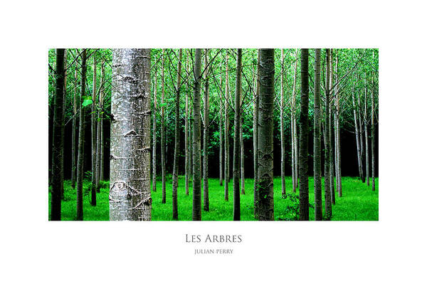Canopy Poster featuring the digital art Les Arbres by Julian Perry