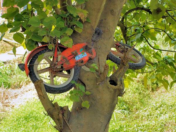 Odd Poster featuring the photograph A bike growing in a tree by Kathy Daxon
