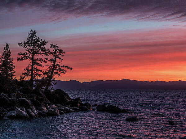 Tahoe Sunset Trees Poster featuring the photograph Tahoe sunset trees by Martin Gollery