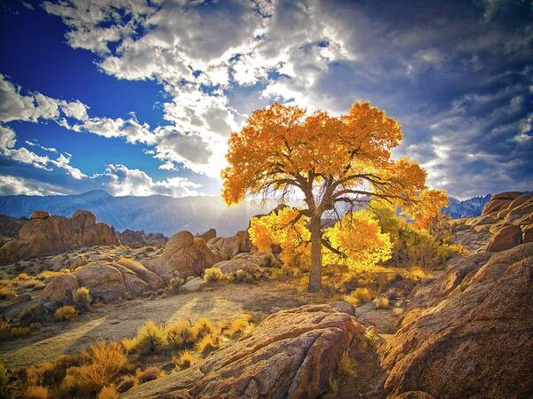 Autumn Poster featuring the photograph Autumn Desert by Martin Gollery
