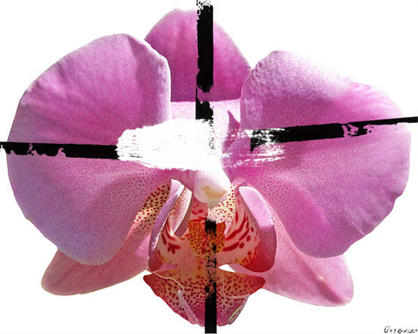 Flower Poster featuring the painting Pink Cowboy Hat Crucio by Geronimo 