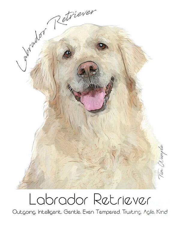 Labrador Poster featuring the digital art Labrador Retriever Poster #1 by Tim Wemple
