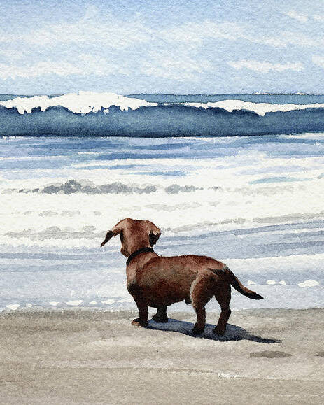 Dachshund at the Beach by David Rogers