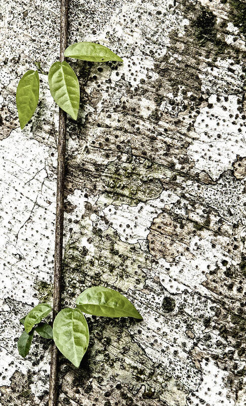 Leaves Poster featuring the photograph Vine on Tree Trunk by Alvinus Melius