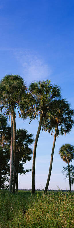 Photography Poster featuring the photograph Palm Trees On A Landscape, Myakka River by Panoramic Images