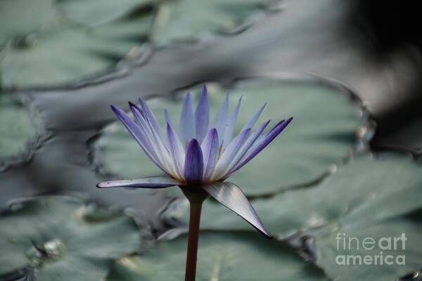 Water-lily Poster featuring the photograph ...and cue Lily by Lynn England