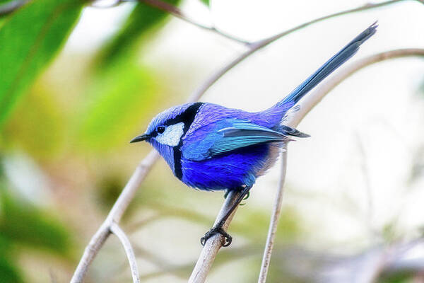Mad About Wa Poster featuring the photograph Blue Wren, Margaret River by Dave Catley