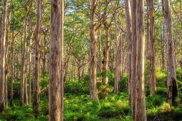 Mad About Wa Poster featuring the photograph Forest Twilight, Boranup Forest by Dave Catley