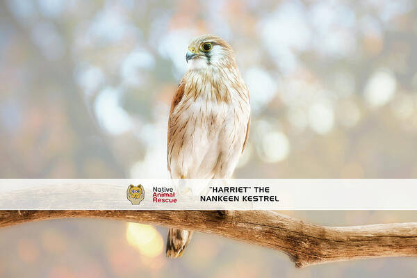 Mad About Wa Poster featuring the photograph Harriet the Nankeen Kestrel, Native Animal Rescue by Dave Catley