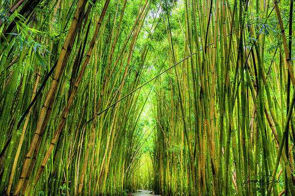 Maui Bamboo Forest Hawaii Poster featuring the photograph Maui Bamboo Forest by Leonardo Dale