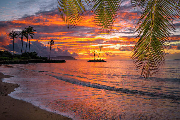 Red Morning Hawaii Sunrise Oahu Palm Tree Poster featuring the photograph Red Morning Hawaii by Leonardo Dale