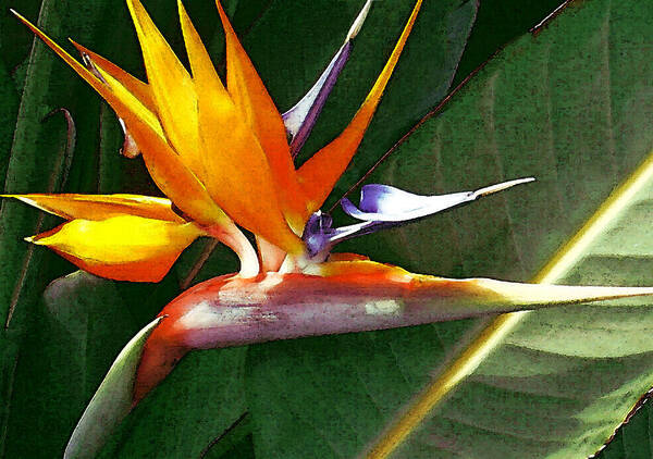 Bird Of Paradise Poster featuring the photograph Crane Flower by James Temple
