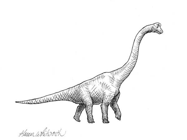 Brachiosaurus Drawing Poster featuring the drawing Brachiosaurus Dinosaur Black and White Dino Drawing by K Whitworth