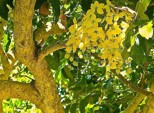 Golden Shower Tree Poster featuring the photograph Under The Shower Tree by James Temple