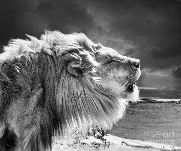 Lion Poster featuring the photograph Lions Breath by Adam Olsen