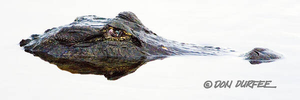 Alligator Gator Reptile Eyes Nose Snout Stare Predator Nature Water Swamp Everglades loxahatchee National Wildlife Preserve arthur Marshall Wildlife Preserve Florida♠ Poster featuring the photograph Just Looking by Don Durfee