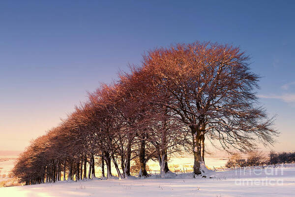 Sunset Poster featuring the photograph Beeches at Sunset by Kype Hills