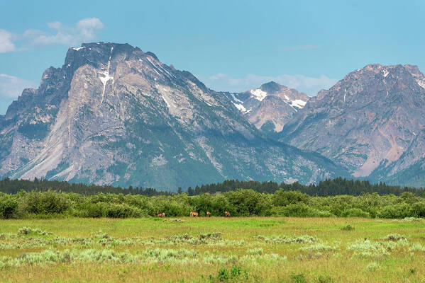 Elk Poster featuring the photograph Grazing Teton Elk by Tara Krauss