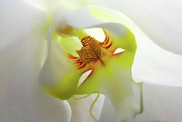 Orchid Poster featuring the photograph Orchid by Eric Wiles