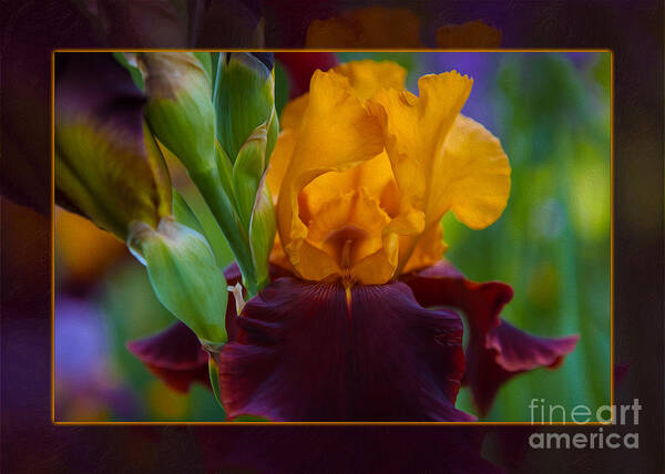 5x7 Poster featuring the photograph A Golden Iris Singing Natures Joyful Tune by Omaste Witkowski
