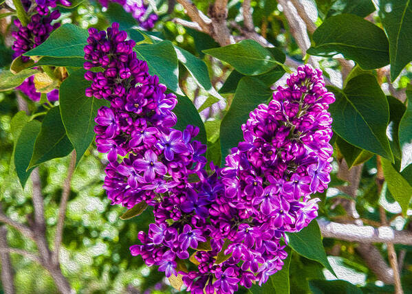 Purple Poster featuring the painting Purple Lilac Love by Omaste Witkowski