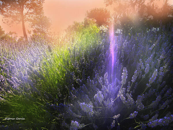 Flowers Poster featuring the photograph Rayo de Luz by Alfonso Garcia