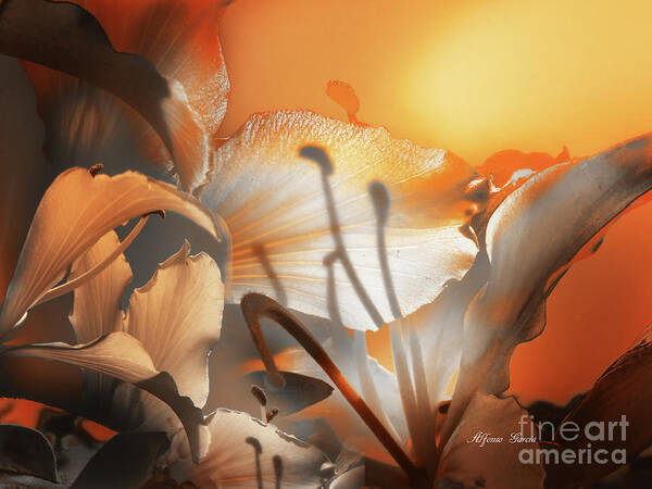 Floral Poster featuring the photograph Amanecer by Alfonso Garcia