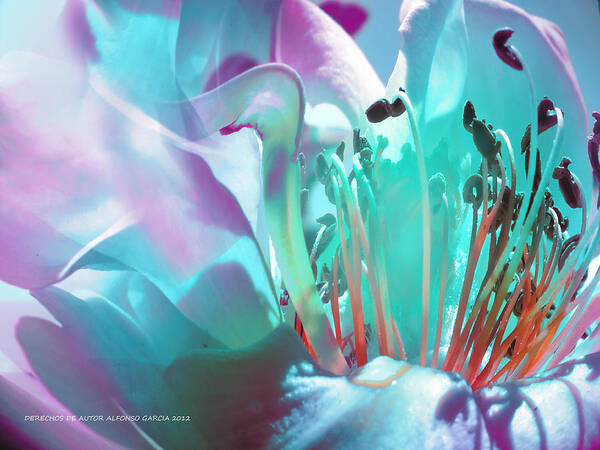 Flowers Art Fine Poster featuring the photograph Feliz Verano by Alfonso Garcia