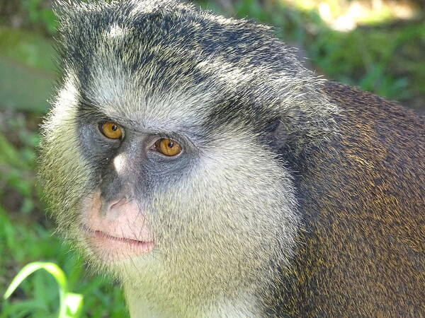 Grenada Poster featuring the photograph Mona Monkey by Dan Podsobinski