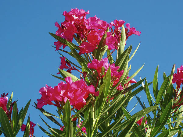 Pink Oleander Poster featuring the photograph Pink Oleander with Blue Skies by Dan Podsobinski