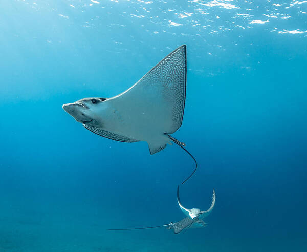 Eagle Ray. Maui Poster featuring the photograph Eagle Eye by Drew Sulock