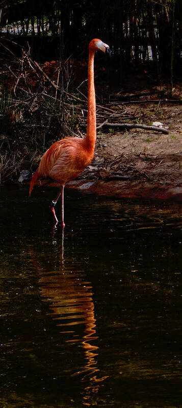 Flamingo Poster featuring the photograph Flamingo at rest. by Weston Westmoreland