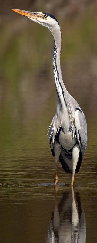 Photography Poster featuring the photograph Side Profile Of A Grey Heron Ardea by Panoramic Images