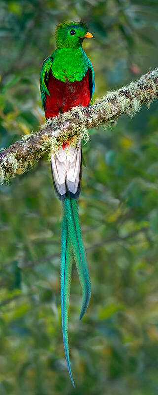 Photography Poster featuring the photograph Resplendent Quetzal Pharomachrus #1 by Panoramic Images